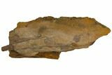 Fossil Hadrosaur (Brachylophosaur) Jaw Section - Montana #148799-4